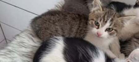Adopter Pimousse