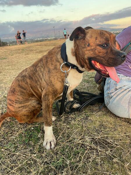 Adopter Ice