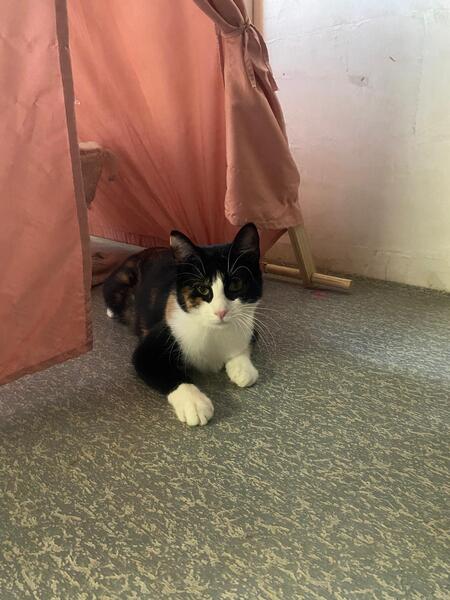 Adopter Pitchoune