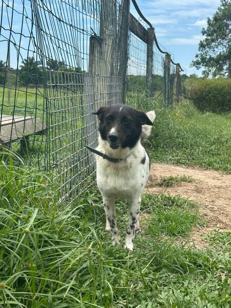 Adopter Enana