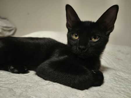 Adopter Nico