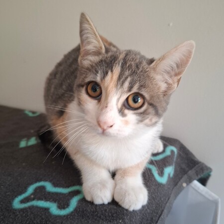 Adopter Betsi