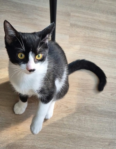 Adopter Swim et Filonna 
