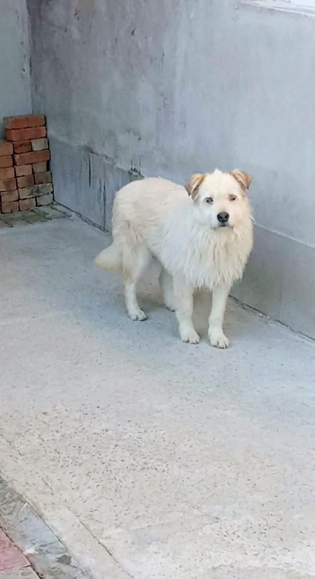 Adopter Talia