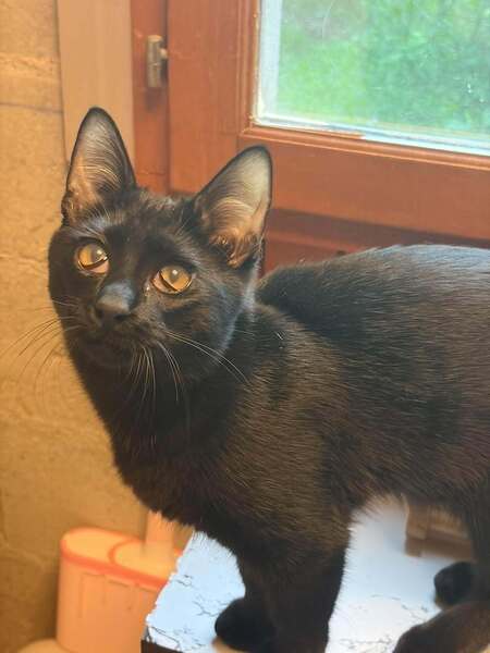 Adopter Brindisi