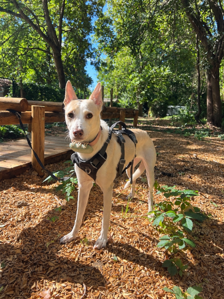 Adopter Lilou