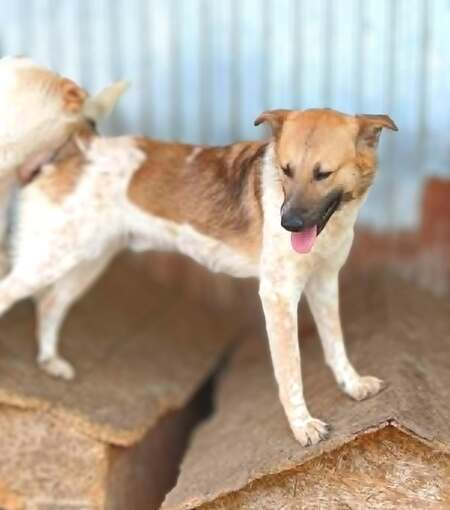 Adopter Lucien