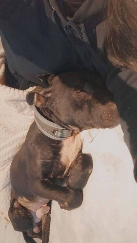 Adopter Paco