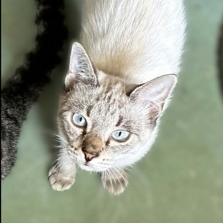 Adopter Origan
