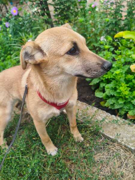 Adopter MANIA, de Ukraine!