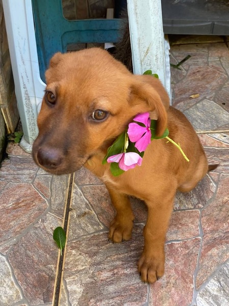 Adopter Bryska
