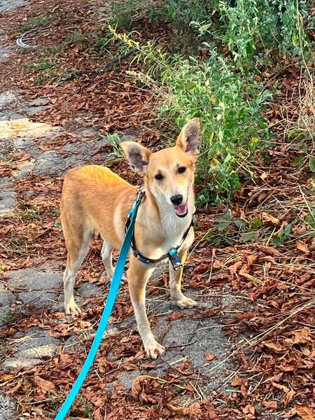 Adopter Stasia