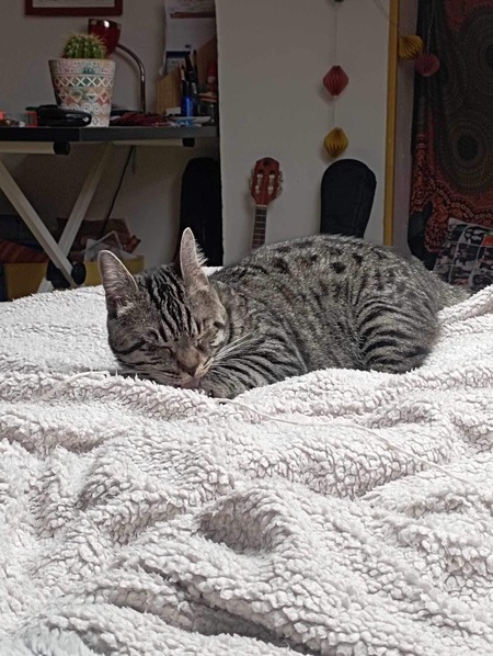 Adopter Bonnie 