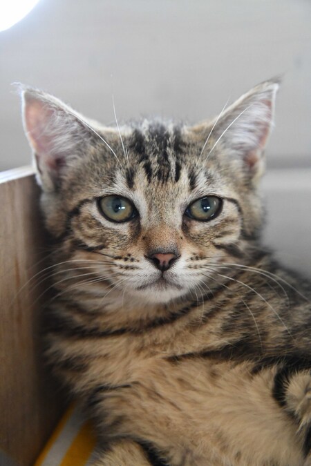 Adopter MATCHA