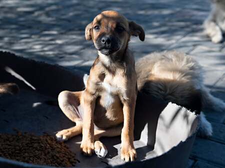 Adopter Samie