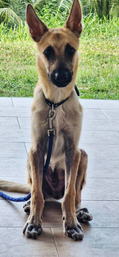 Adopter Ulysse