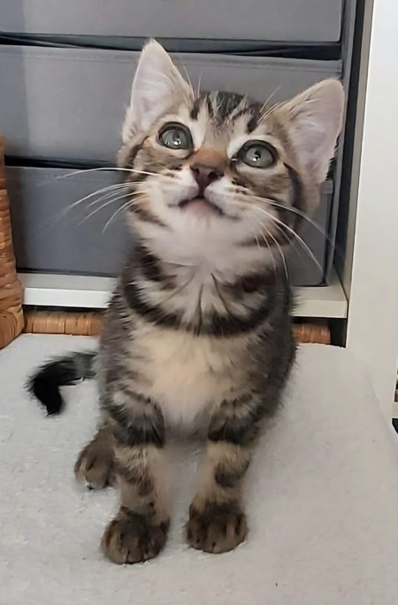 Adopter Erell 