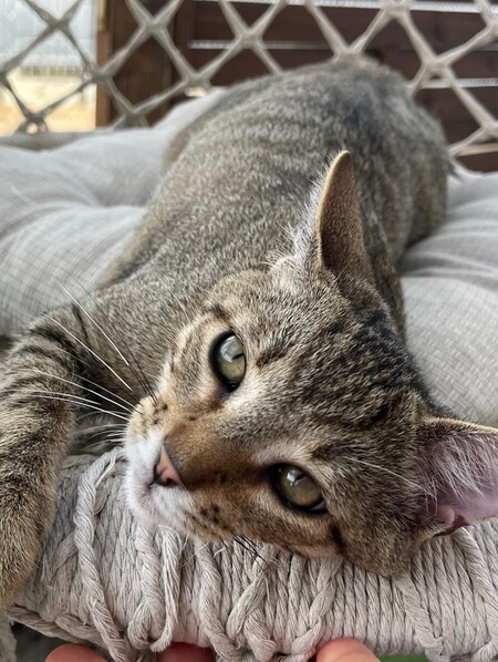 Adopter BENJI