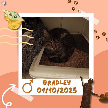 Adopter Bradley 