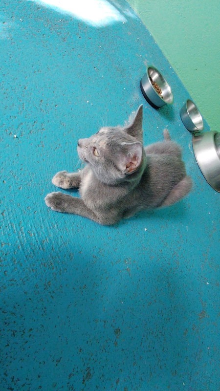 Adopter Mapou