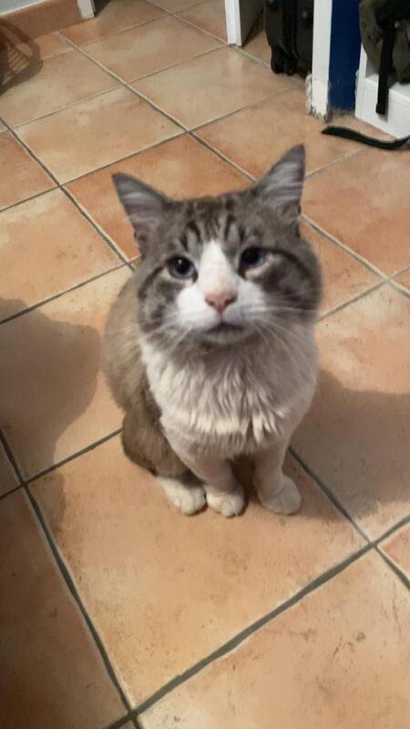 Adopter Loulou