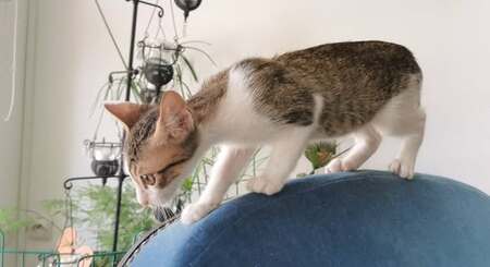 Adopter Bilbo