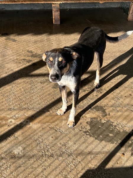 Adopter Sami
