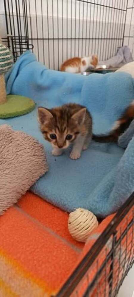 Adopter Virgule