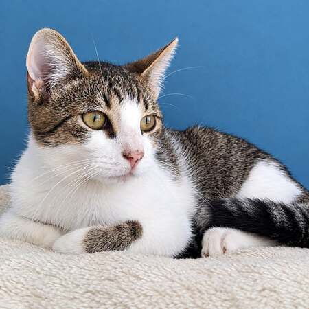 Adopter Hypocrate 