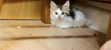 Adopter Baileys 