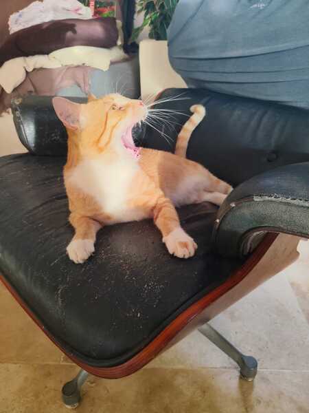 Adopter Jimmy
