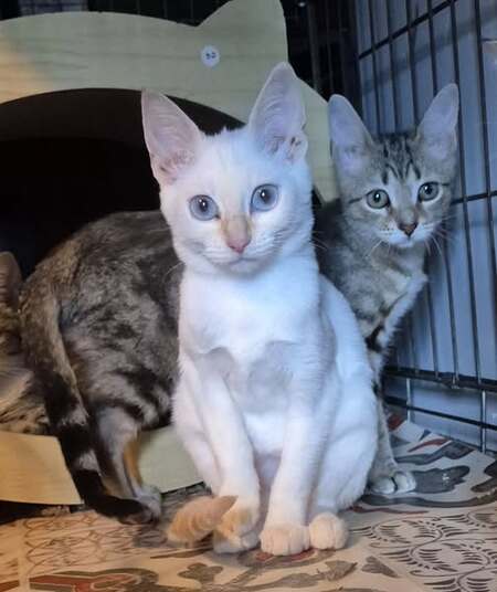 Adopter Banzaï