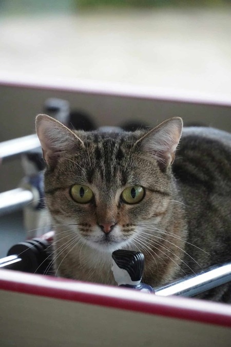 Adopter Bella