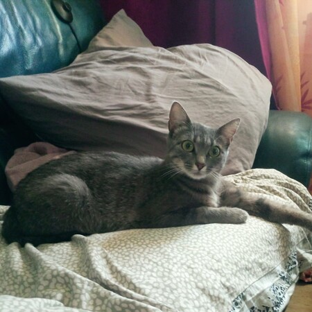 Adopter Moumoon