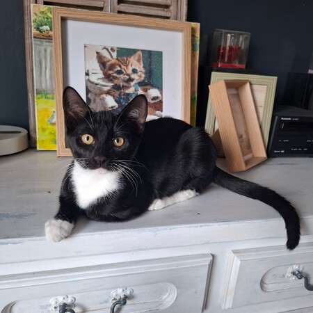 Adopter Biscuit