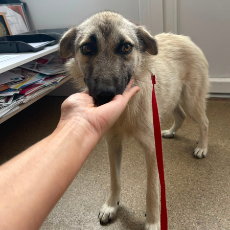Adopter Nady