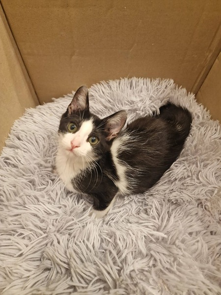 Adopter DOMINO