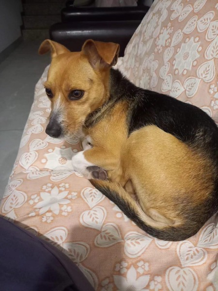 Adopter Kika