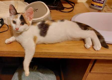 Adopter Brindille