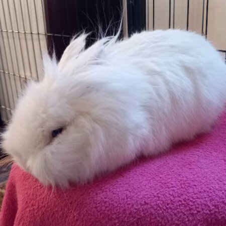 Adopter Abyad