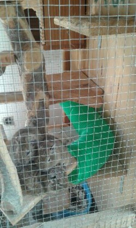 Adopter Amidou