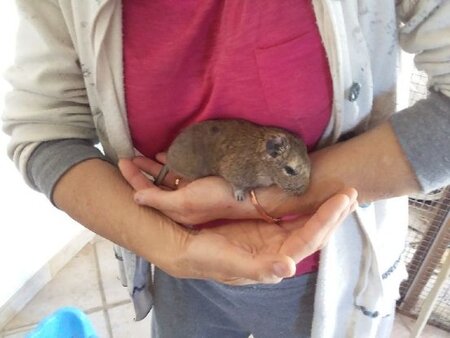 Adopter Amidou