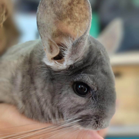 Adopter Bichette