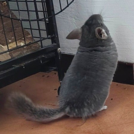 Adopter Bichette