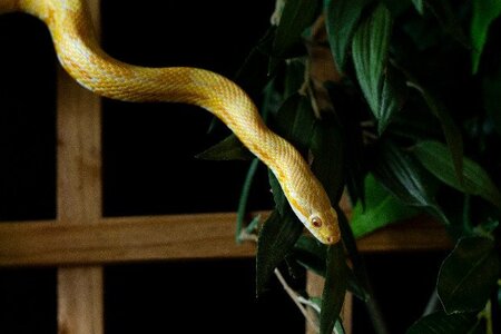 Adopter Bretzel