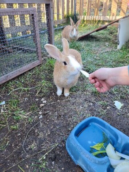 Adopter Caramel et noisette