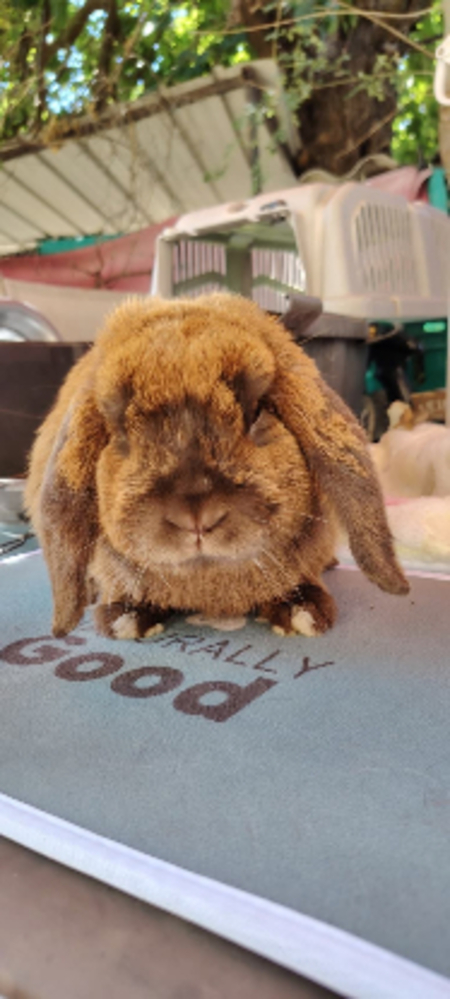 Adopter Chocolat