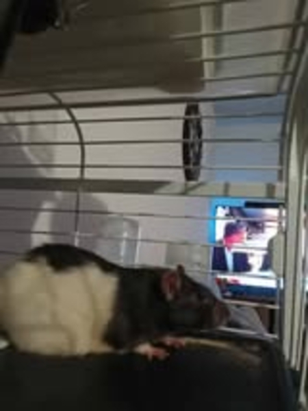 Adopter Coco
