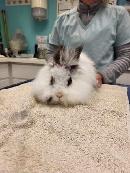 Adopter Esmeralda