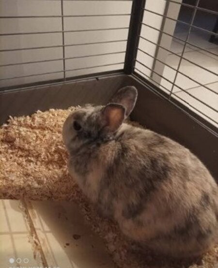 Adopter Lapinou
